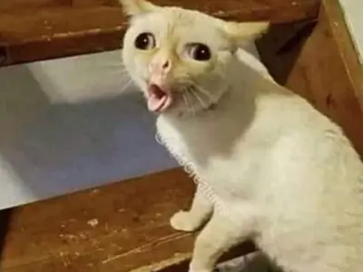 MS. SCHEAFER WHEN SHE IS TRYING TO PRONOUNCE A WORD THAT ANTONIO IS YAPPING ABOUT meme template