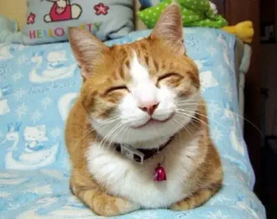 Thanks -Cat meme template