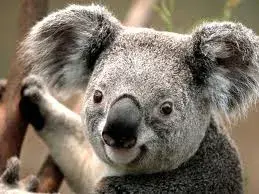 KOALAFICATIONZ meme template