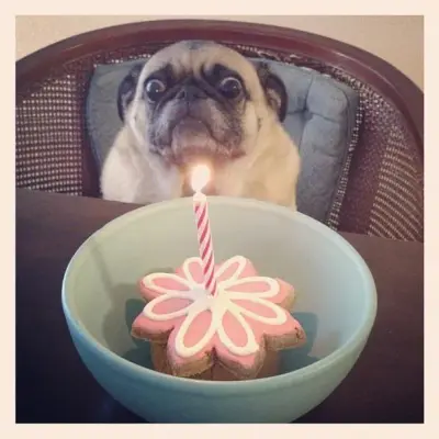 feliz cumpleanos meme template