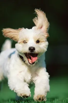cant wait puppy meme template