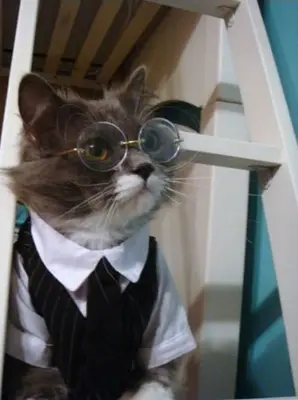 professor paws meme template