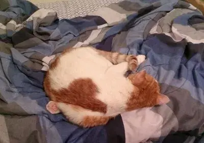 Scumbag Cat meme template