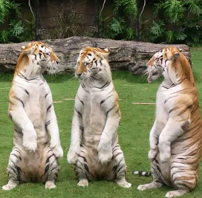 macan meme template