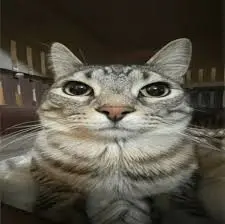 POV HOW STUDENTS BE LOOKING WHEN YOU ASK THEM TO STOP TALKING meme template