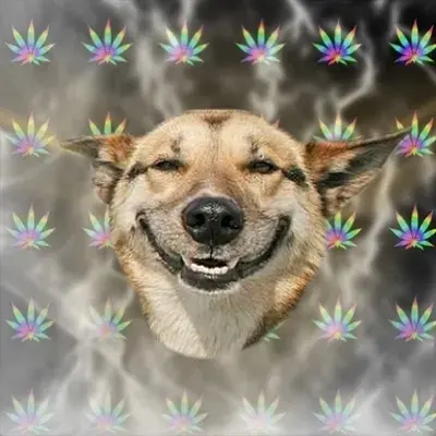 Stoner Dog meme template