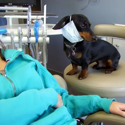 Dentist Dog meme template