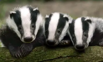 Badger meme template