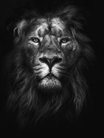 The lion meme template