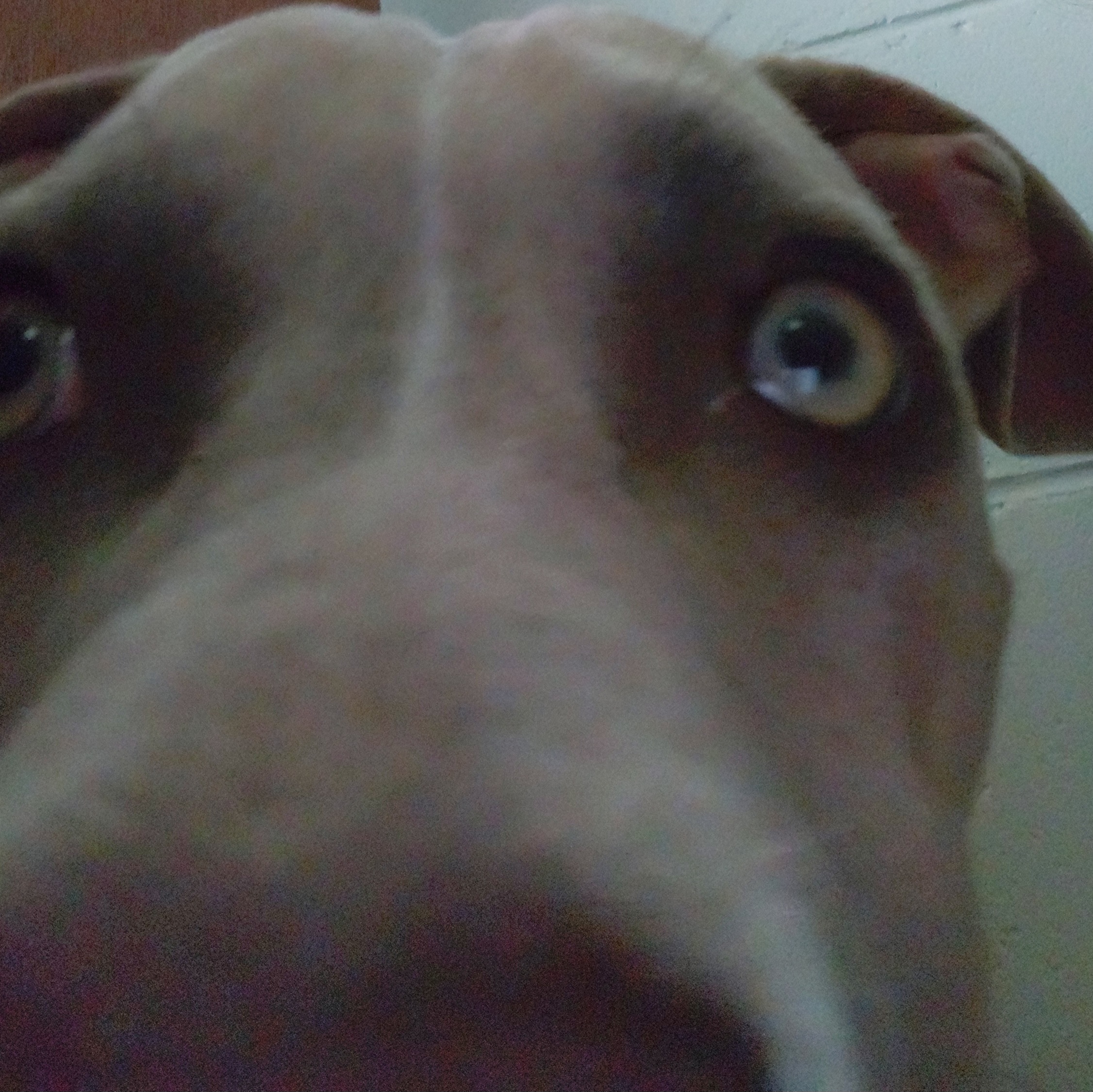 shock dog meme template