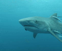 NICE DAY TO SHARK AN ORDER meme template