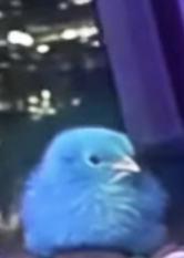 Seriously Bird? meme template