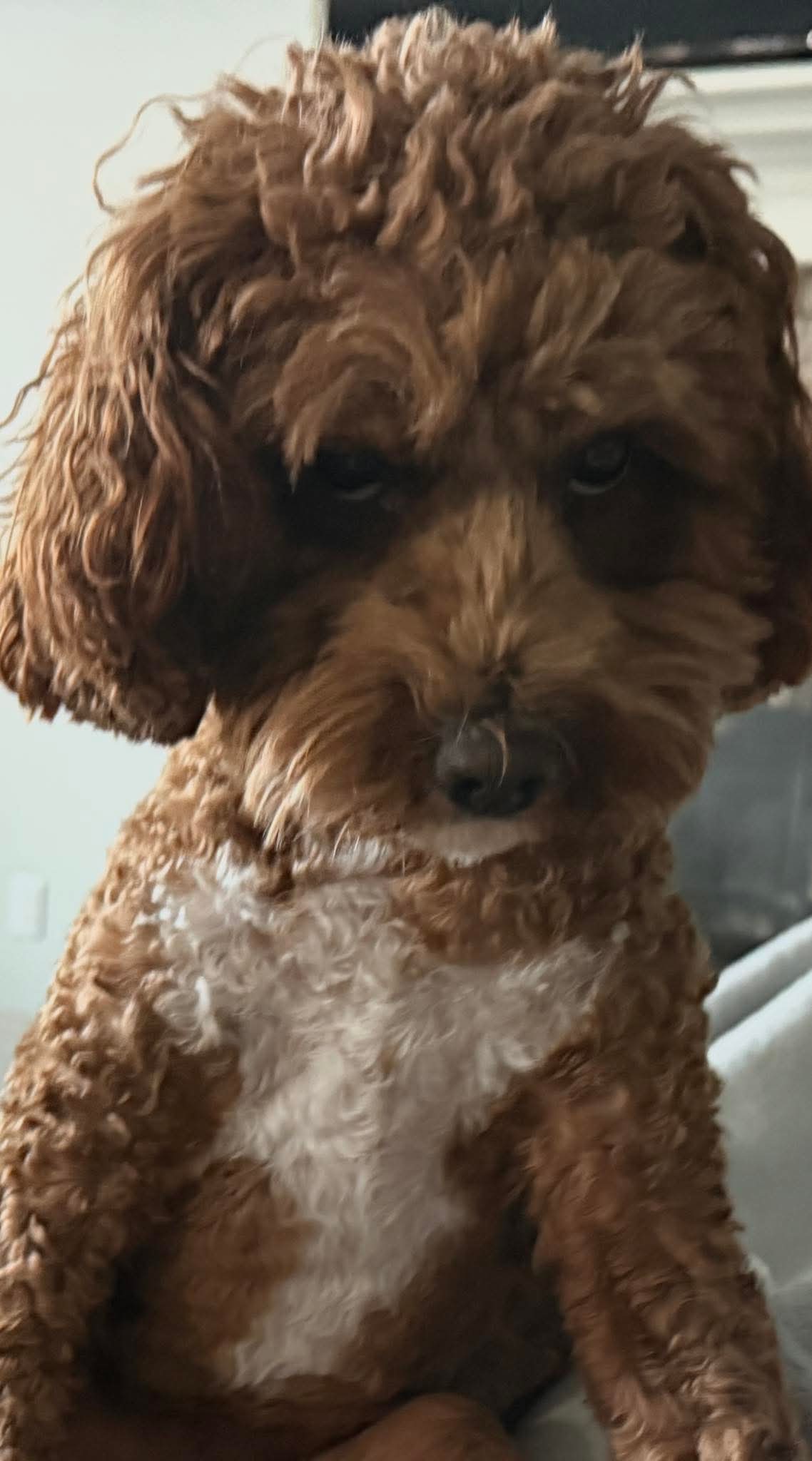 bllly meme template