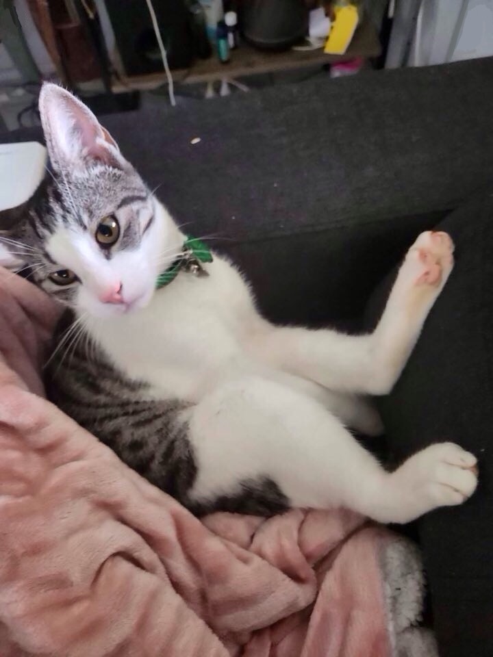 jerboa kitty meme template