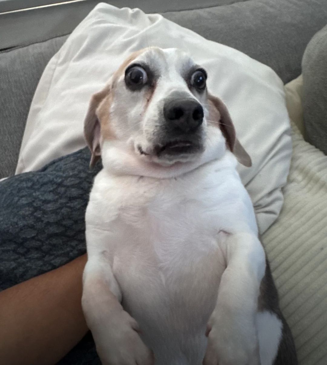 Surprised bragle meme template