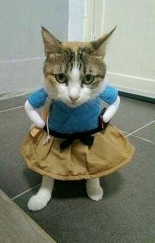 Kitty in a dress meme template