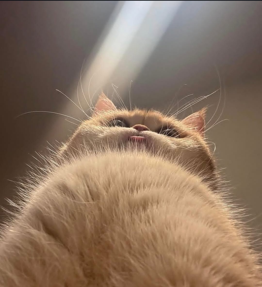 Yes meme template