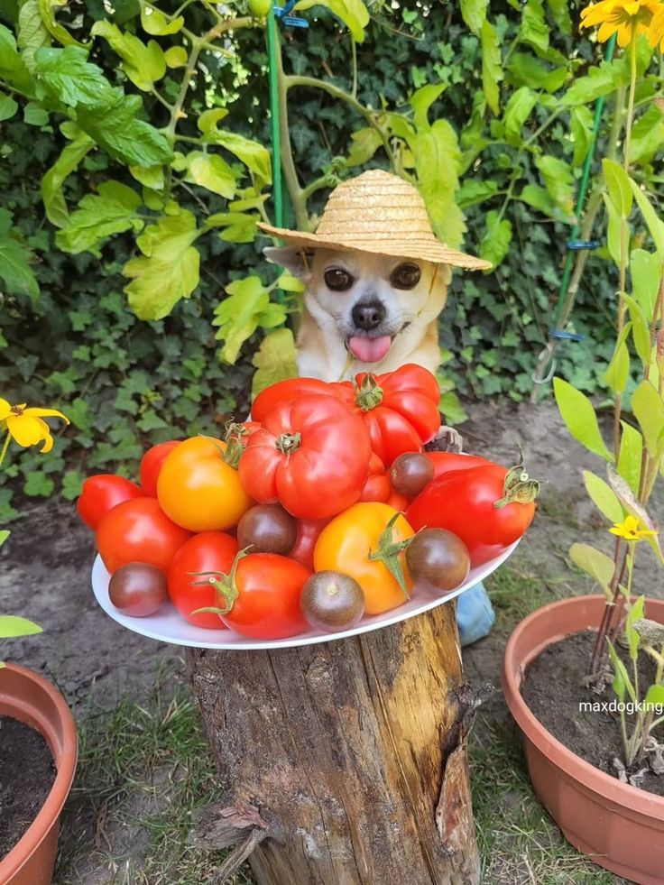 WHEN YOU LEARN HOW TO - MAKE TOMATES À LA PROVENÇALE meme template