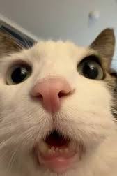 THE FACE U MAKE - WHEN U WAIT FOR THEM TO AWNSER FACETIME meme template