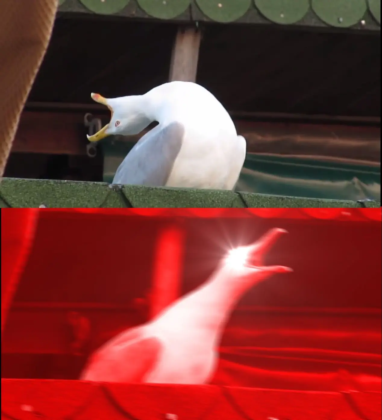 THEY HAVE BEEN DROPPING STUFF - ALL DAY!!!!!!!!!!!!!!!!!!!!! meme template