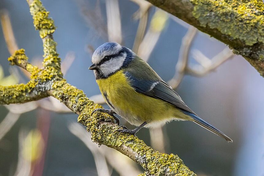 EURASIAN BLUE TIT meme template