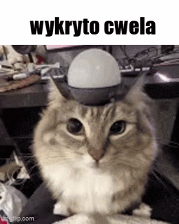 NIEPRAWDA11 meme template