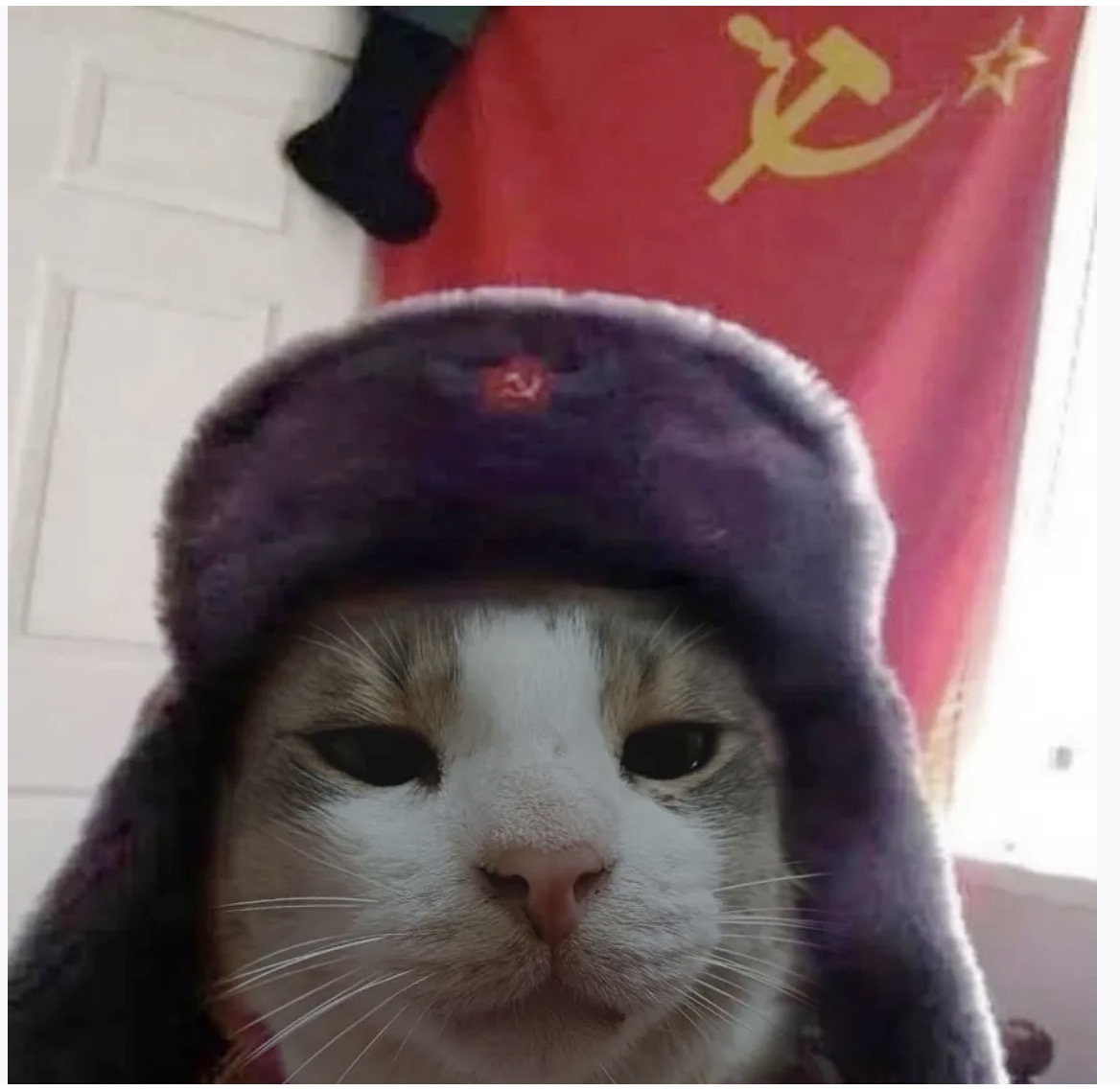 YOUR VIDEO HAS BEEN SEIZED FOR  - REDISTRIBUTION COMRADE meme template