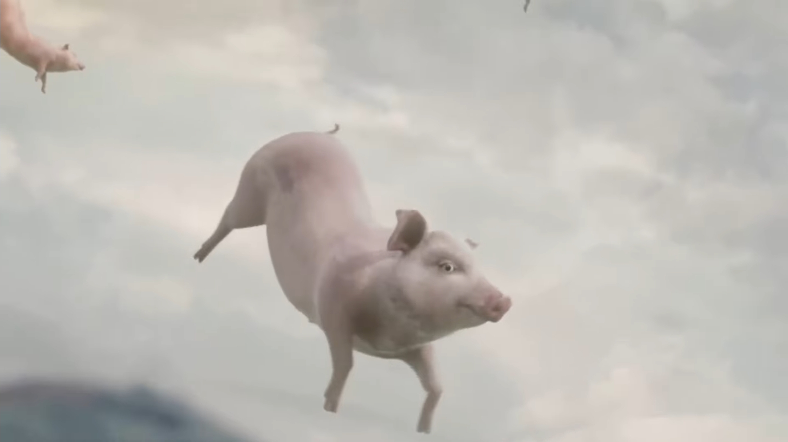 TO TELL YOU MORE,  - HERE'S A FLYING PIG meme template