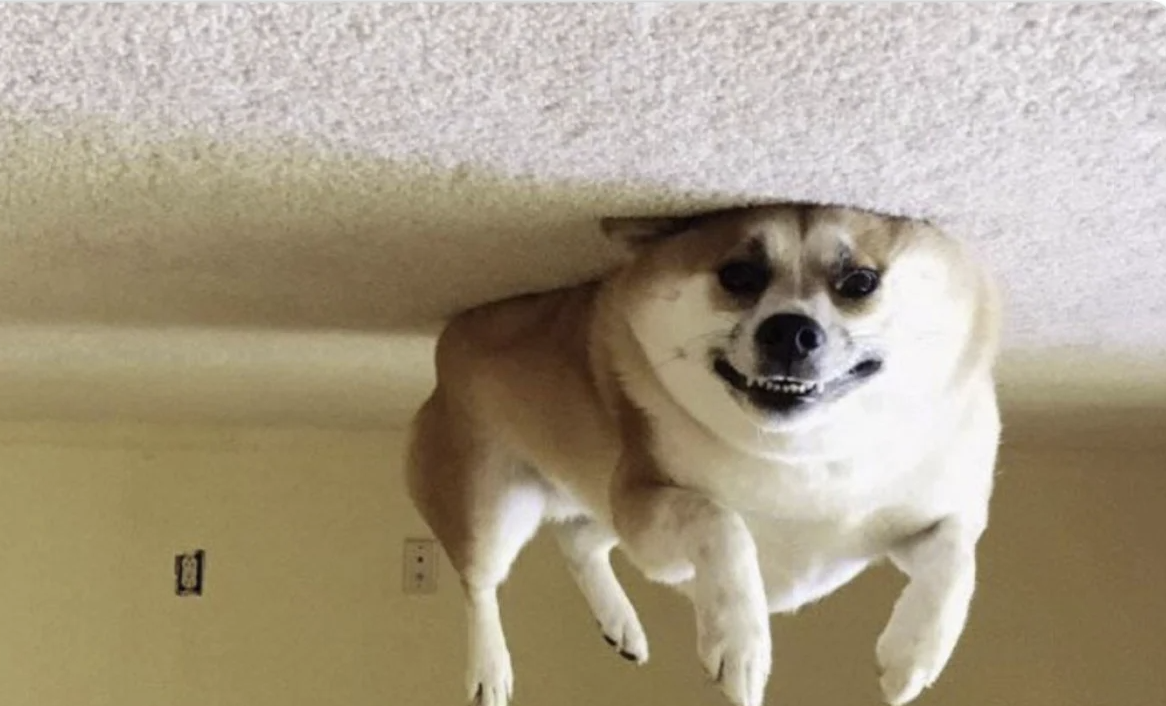 ONE HOUR INTO MY BOREDOM, - FILLED THE DOG WITH HELIUM meme template