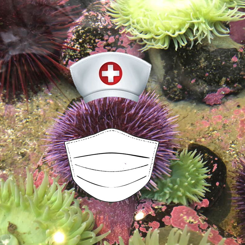URCHIN - CARE meme template