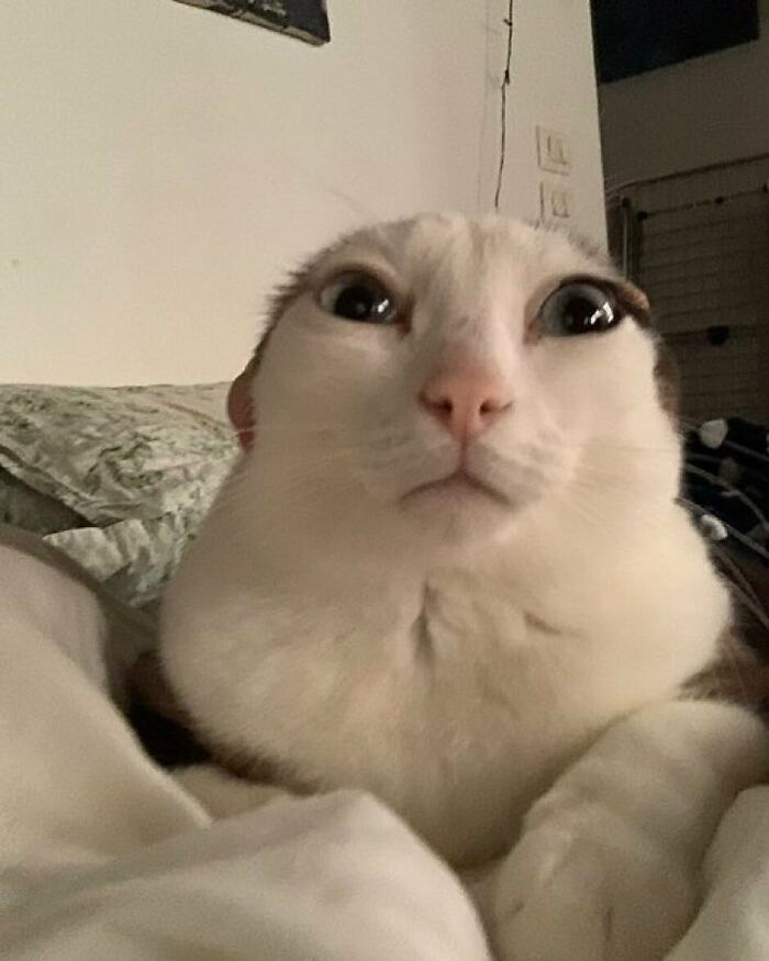 ME WHEN MR. BARRA ASKS ME TO MAKE AN ANNOUNCEMENT: meme template