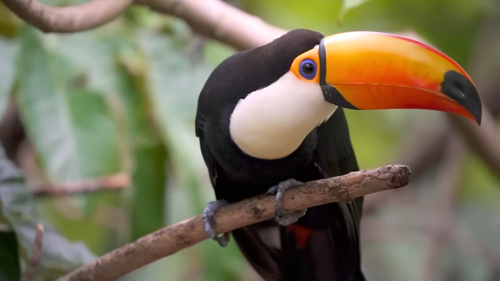 TOUCAN - YES, TWO CAN. meme template