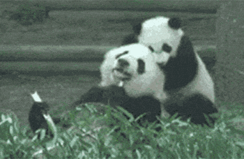 PANDA: - YOU: meme template