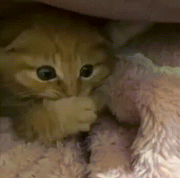 EVERY KITTY WITHIN SAN JOSE WHEN TINA SKIPS SHOWER DAY meme template