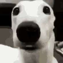POV - WHEN THE DOG SEE SAM COME meme template