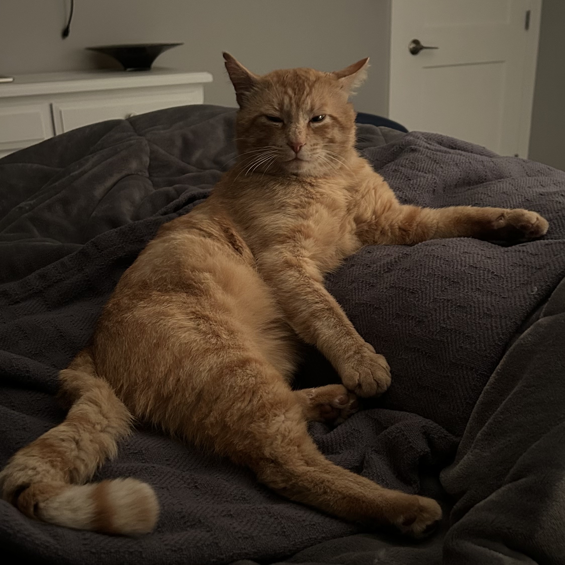 I DONT ALWAYS MEOW - BUT WHEN I DO, ITS 2 IN THE MORNING meme template