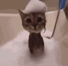 KITTY WANTS TO BE LIKE TINA 👌 meme template